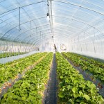 Claro inside of a greenhouse image